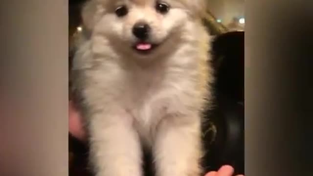 Pomeranian Pure Gender: Female Age: 2 months Restaurant