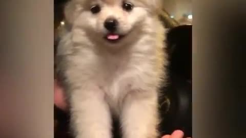 Pomeranian Pure Gender: Female Age: 2 months Restaurant