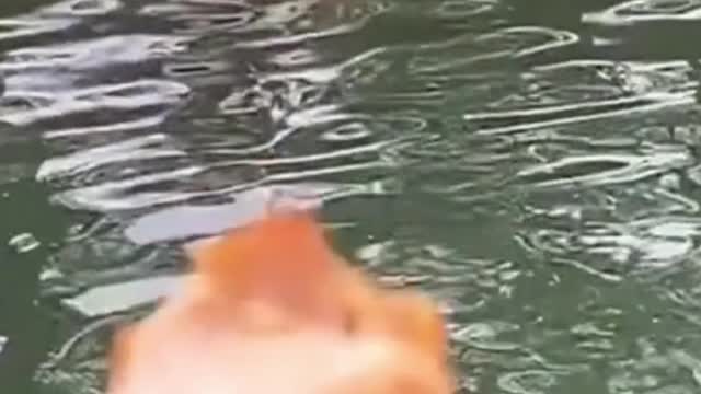 Funny Cats in Swimming Pool | Chicken Leg Piece | Funny Cats Fun | Try To Not Laugh