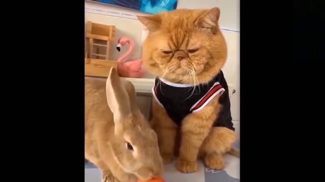 Rabbit doesn't want to share thi carrot with her best friend.