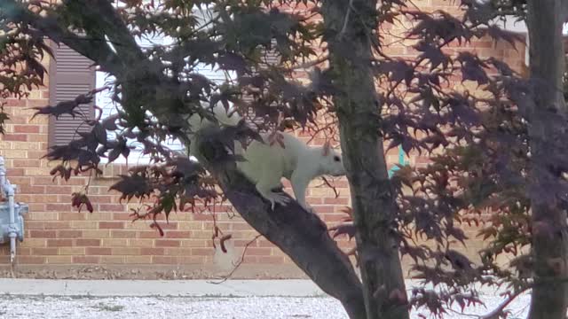 White Lightning the White Squirrel