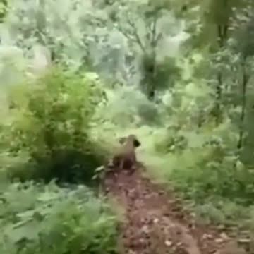 See how the elephant is going down like a circus | wildlife animals