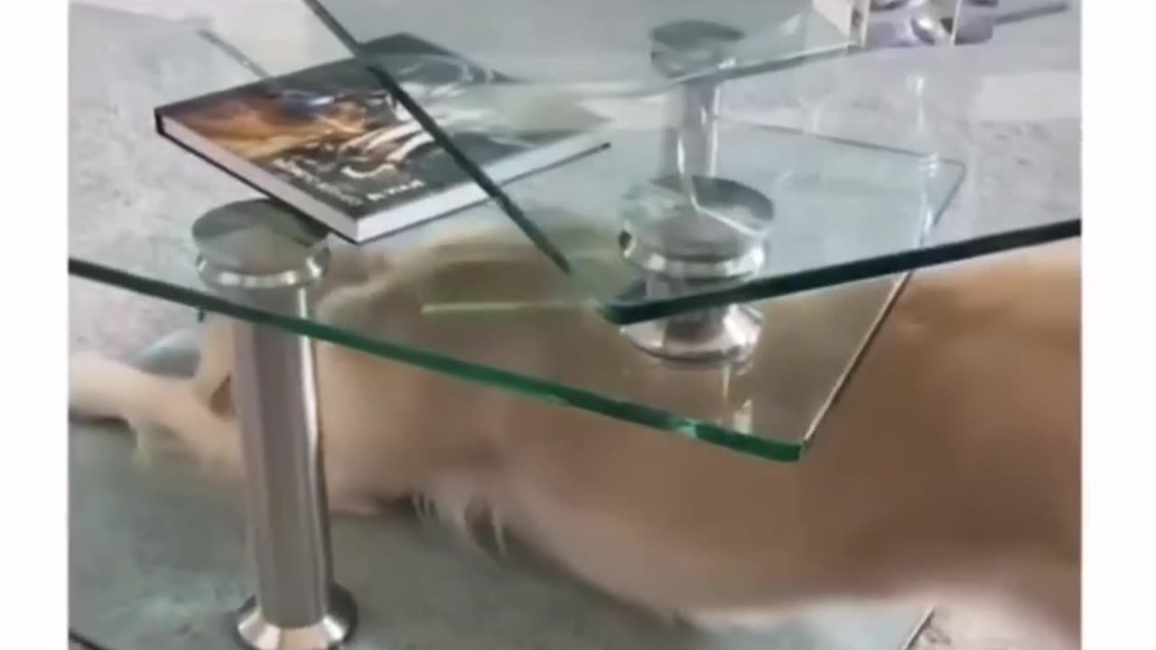 Funny Animal Videos