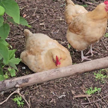 OMC! Are these chickens lazy or what!? #lazy #chickens #hens #flock #shorts #backyardchickens