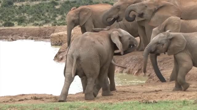 Elephant video