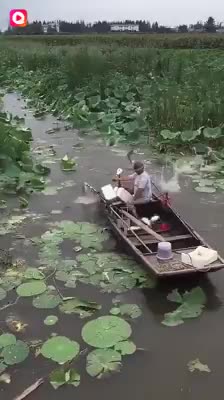 Nature Video Clips # - 06