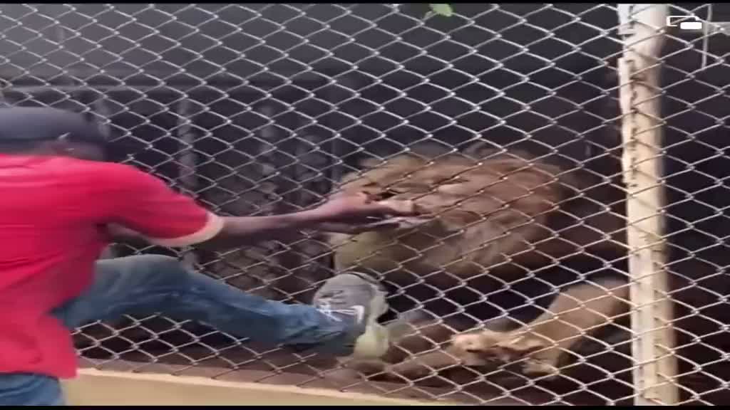 A man put a finger in the lion's cage - and lost it