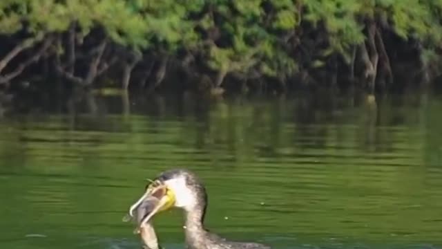 Cute bird catch the fish 🐟