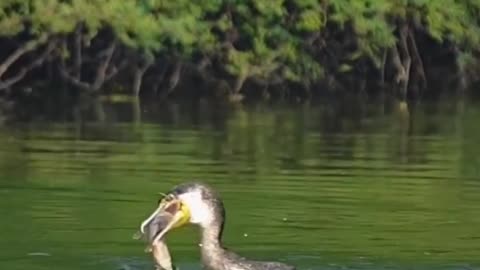 Cute bird catch the fish 🐟