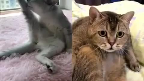 cats Sexy version