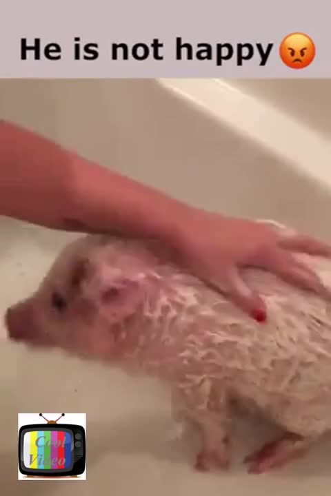 PIG BATH He is not happy
