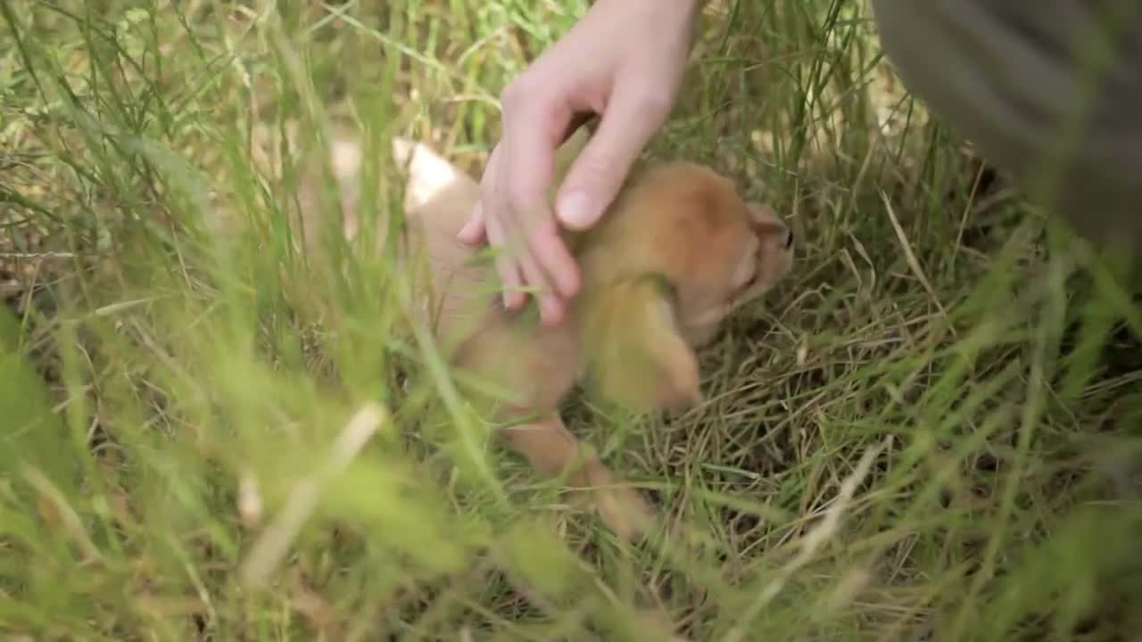 young woman stroking small puppy of chihuahua dog outdoors in nature