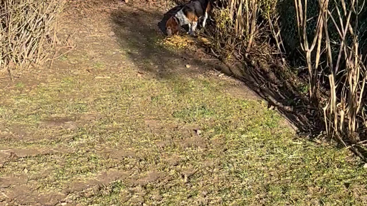 Beagle Chows Down With a Deer