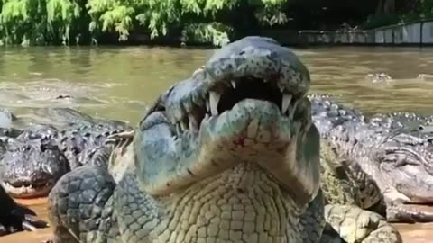 Wildlife