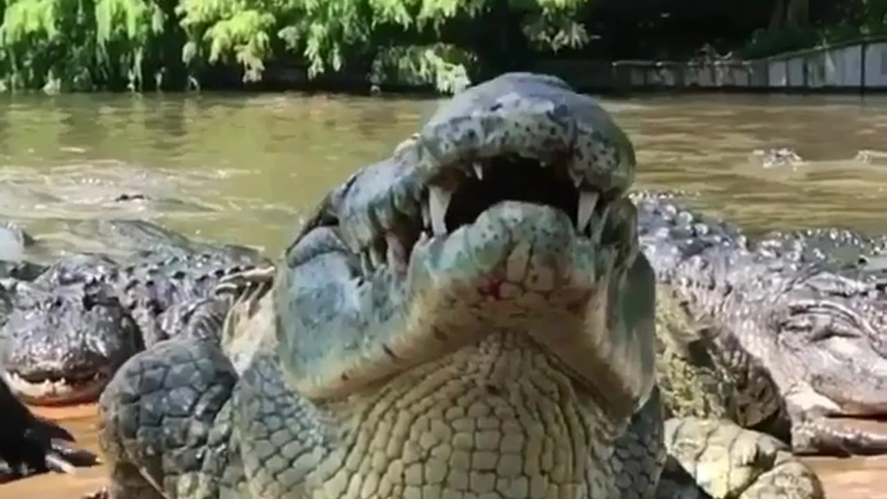Wildlife