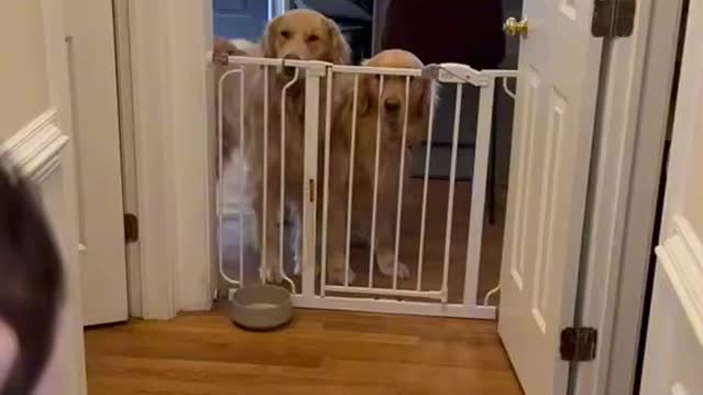 dog meets baby the best big brothers 💛 I see lots of kisses