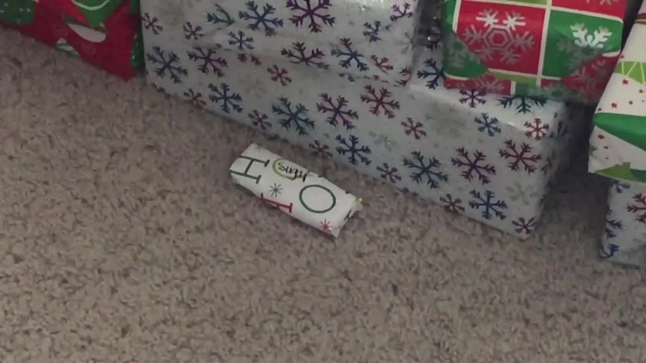 Pomeranian Opens Present Before Christmas