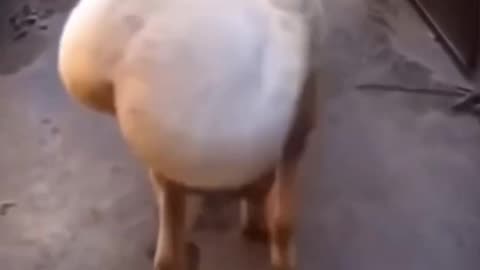 Try Not To laugh 😅 Challenge, Funny video