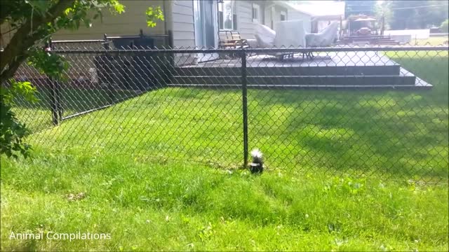 Funny animal compilation, funny, cute baby skunk