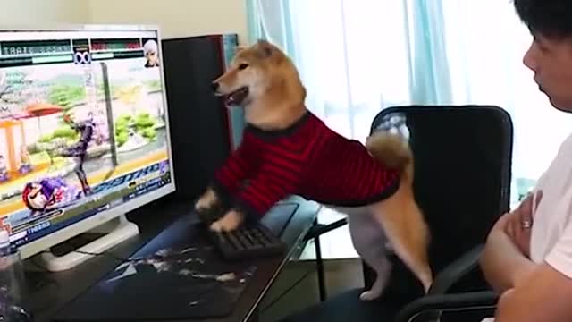 dog playing kof