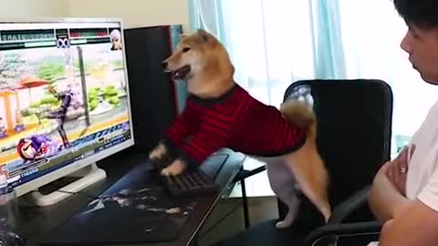 dog playing kof