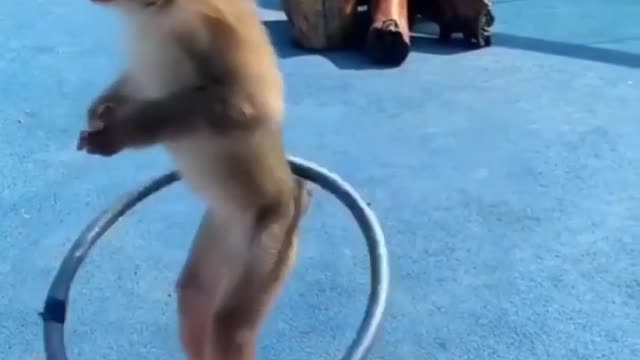 Monkey funny video