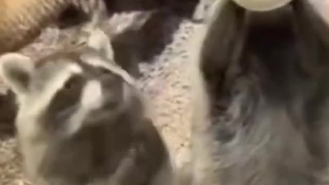 Most amusing Cat And Dogs 😂 Funny Animal Videos 2022