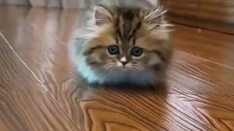 Adorable fluffy cat with big eyes runs toward the camera