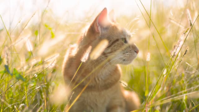 My beautiful cat ( joshef) is walking in the sun