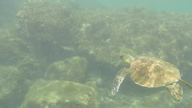 Snorkelling off the beach in Oahu. Following a small sea turtle.