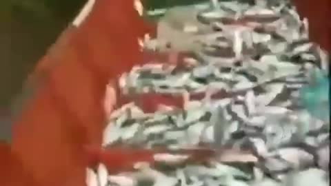 This is a beautiful and charming water-dwelling species