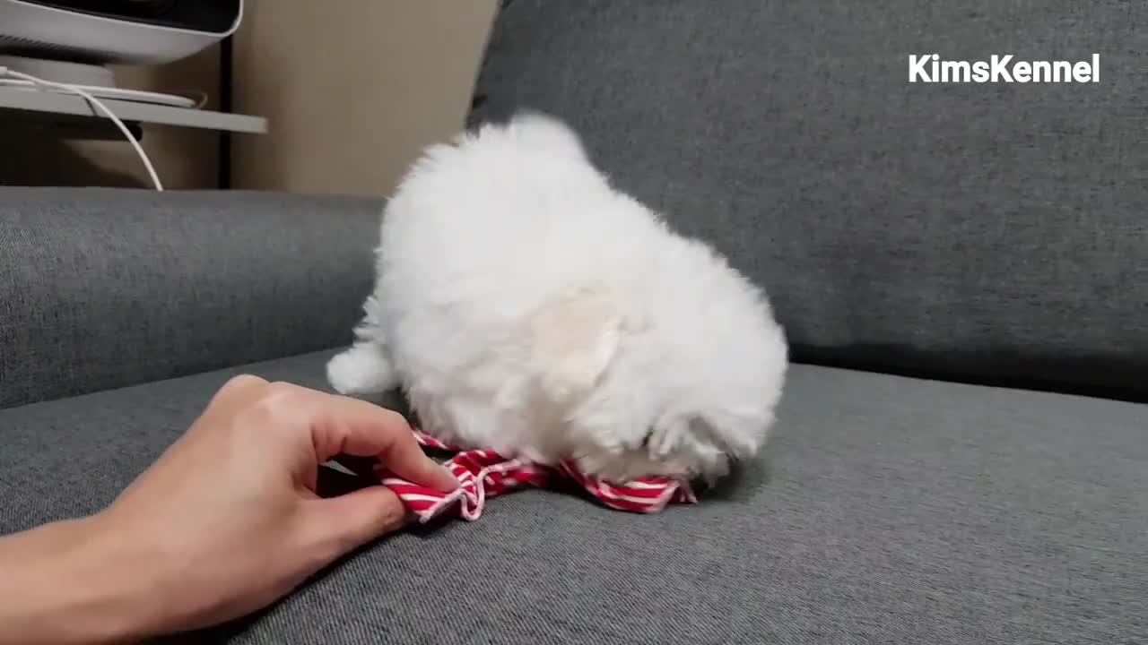 PERRO JUGANDO
