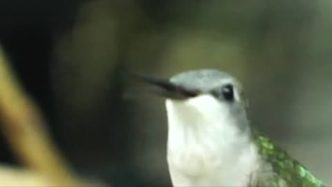 Sentinel on a twig