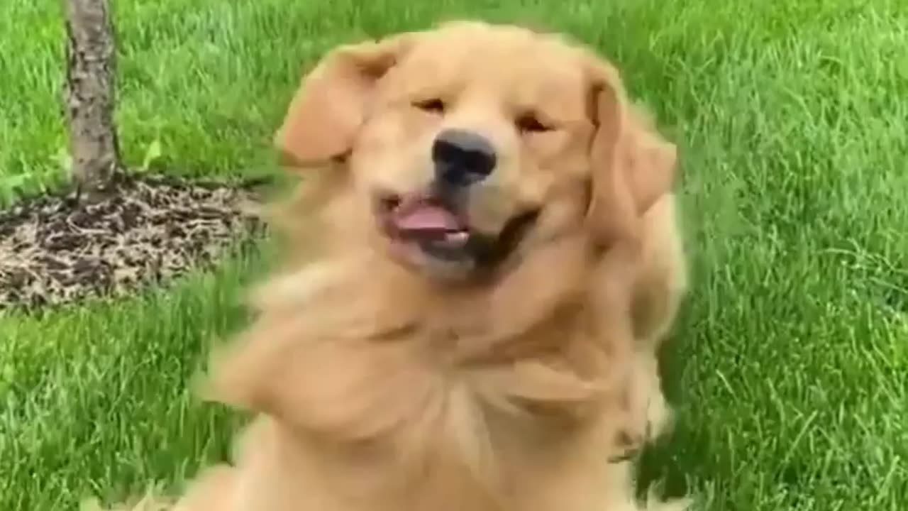 Dog Making Funny Faces