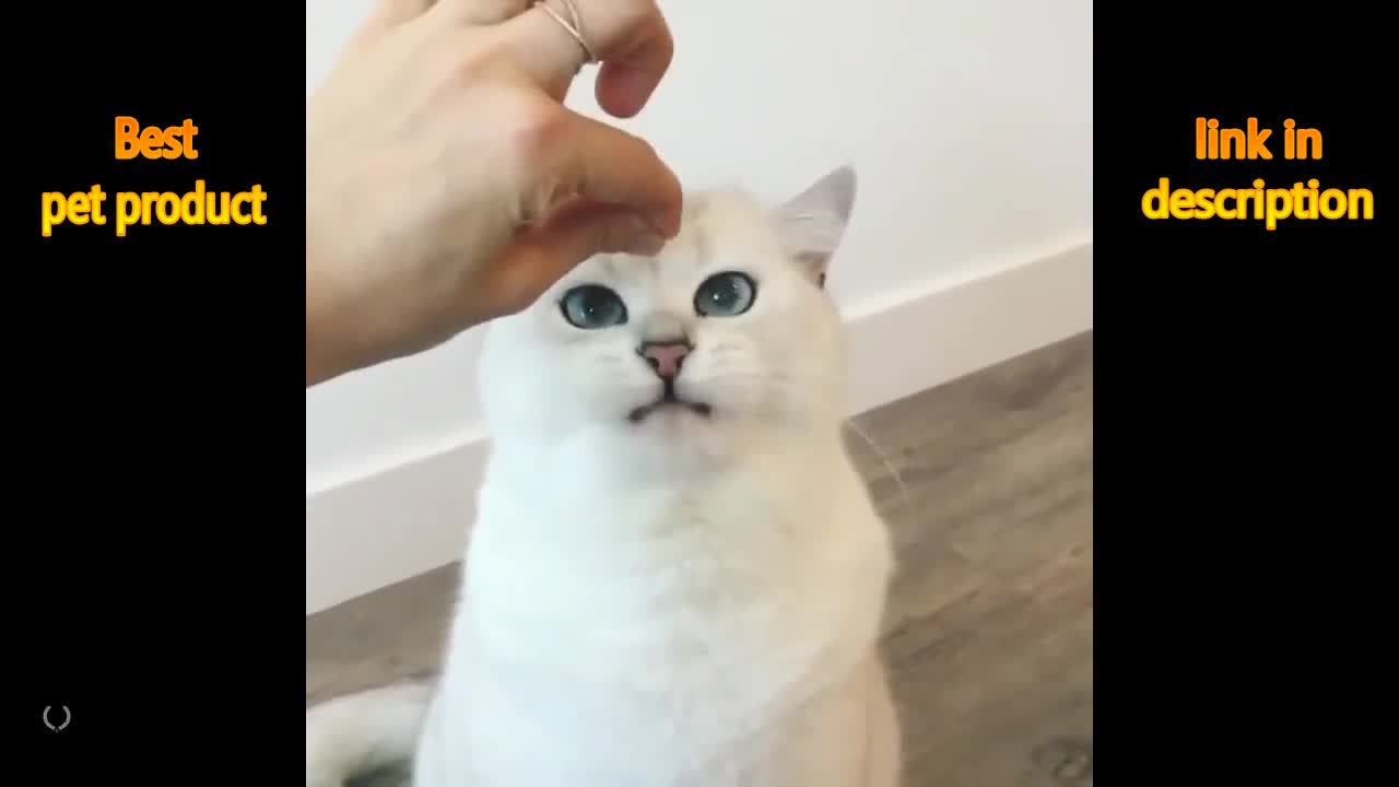 Funny and Cute Cats Videos