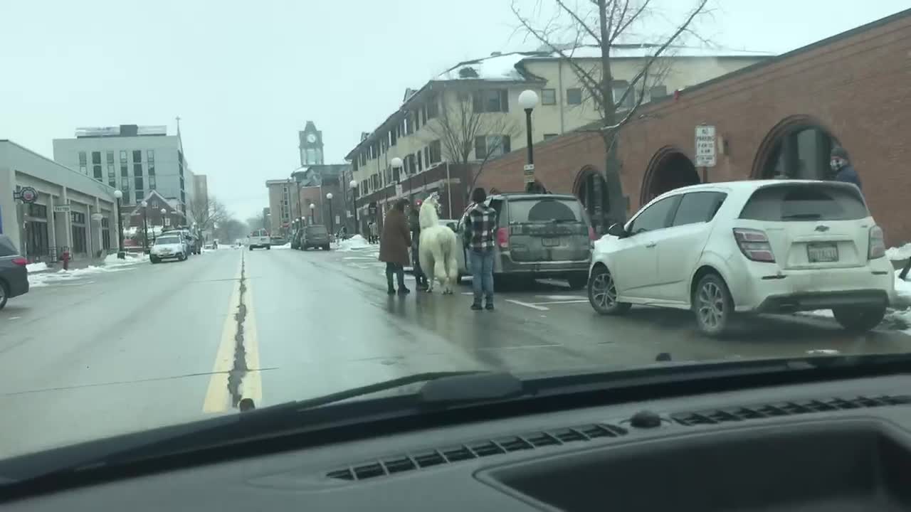 Llama Hops into Van