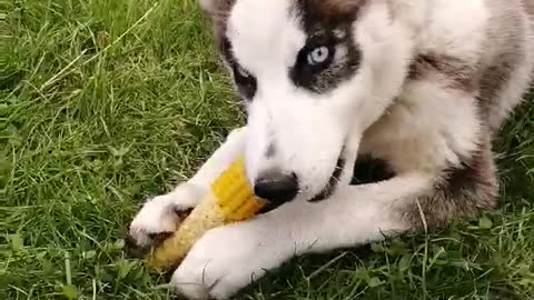 Husky and corn