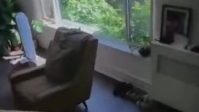 When the dog sees the messenger's reaction