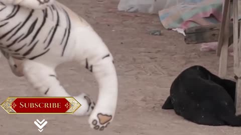 funny dog with tiger on his back