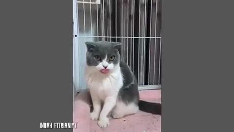 Adorable cat behavior