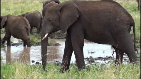 Cute Elephants splashing around in water