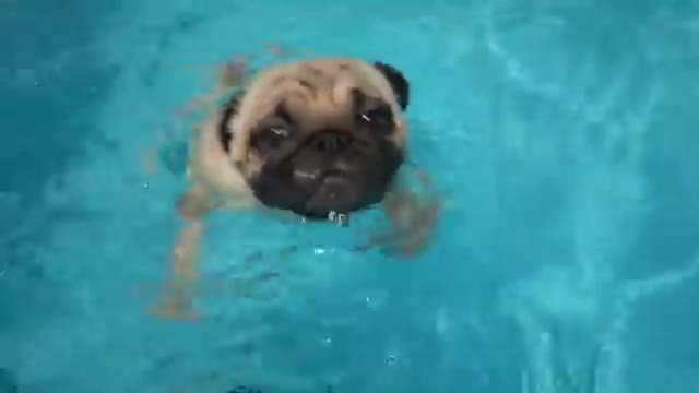 Dog swimming in swimming pool