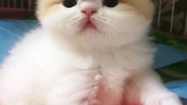 😂OMG So Cute Cats 😹 Best Funny Cat Videos 2021 viral video