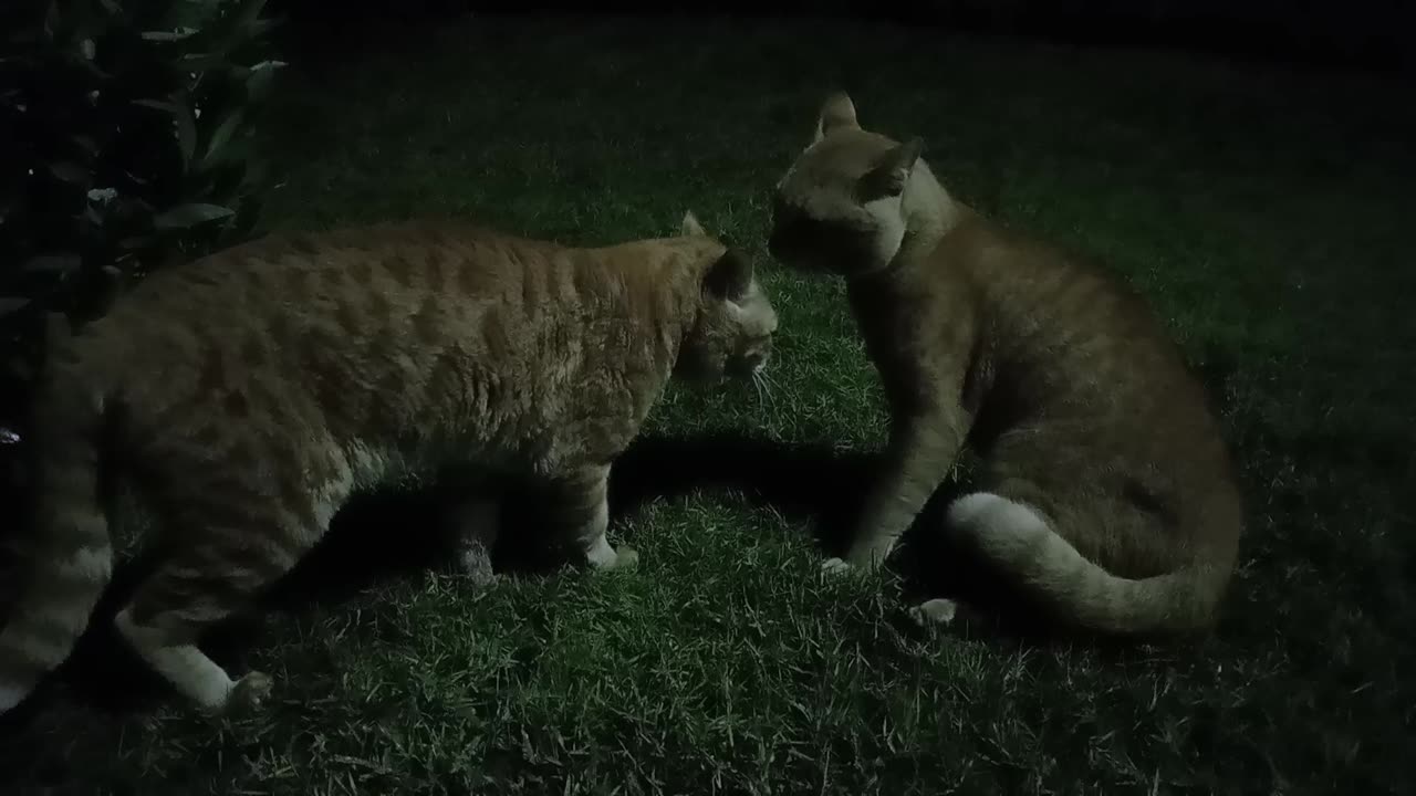 Homeless cats in UAE, Ras Al Khaimah: CHRIS MARTIN & ED SHEERAN #TheVoice #ChrisMartin #EdSheeran