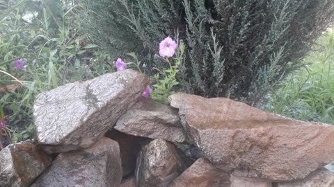 Stone, flower and rain