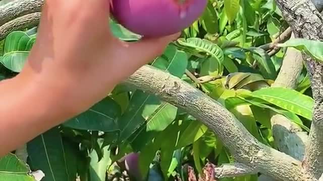 What A Fruit 🤤🤤