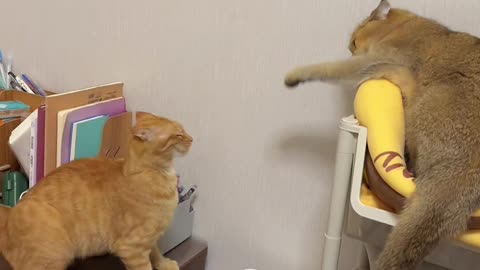 Be sure to watch the hilarious cat fight until the end