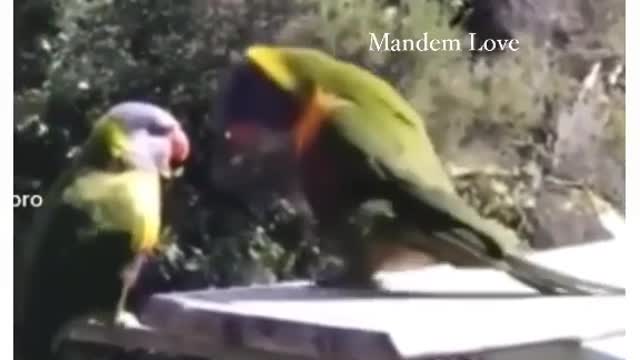 Parrot doing dance in bollywood style funny videos 😍😍