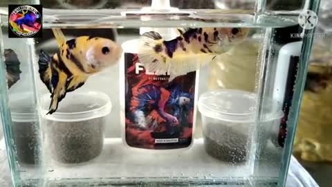 BETA FISH TOP BEAUTIFUL