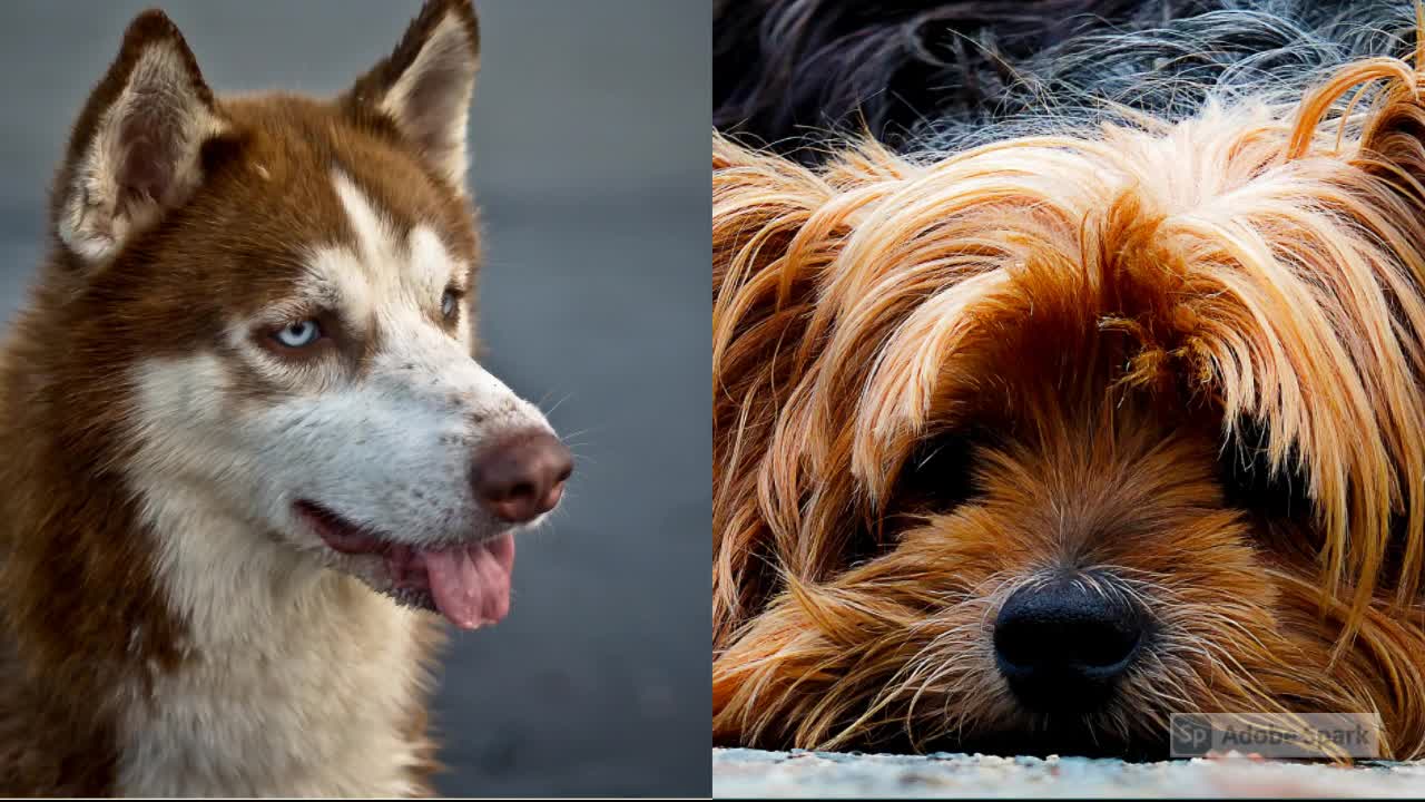 The most beautiful breed dogs